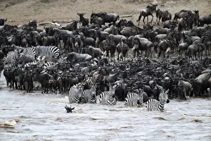 Wildebeest Migration Prints: The Great Migration