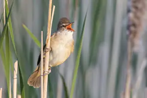 Great Reed Warbler (Acrocephalus arundinaceus) singing in reedbed