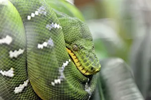 Prints of Green Tree Python (Chondropython viridis), native to New Guinea and northern Australia, Terrazoo, North Rhine-Westphalia, Germany, Europe Green Tree Python Prints: Green Tree Python Print - Terrazoo, Germany