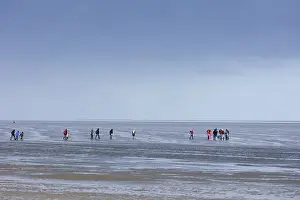 Northern Germany Coastline Scene Prints: Group of mudflat strollers in mudflat