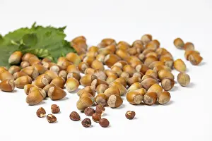 Studio Shot Hazelnuts Prints: Hazelnuts in and without shell