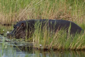 Hippopotamus (Hippopotamus amphibius)