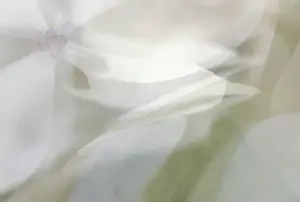 Detailed Petal View Prints: Hydrangea