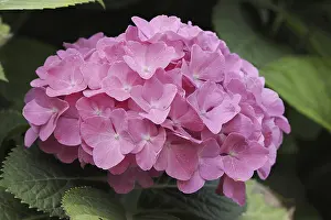 Bigleaf Hydrangea Blossom Prints: Hydrangea (Hydrangea macrophylla)