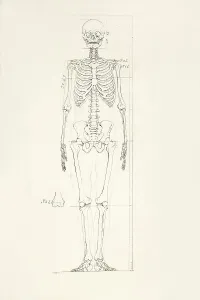 Human Body Parts Prints: Illustration of a human skeleton