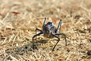 Namibian Wildlife Conservation Prints: An insect on a semi-solid ground