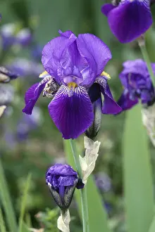 Ornamental Plants Prints: Iris