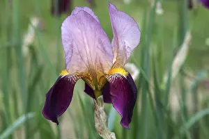 Botanical Inflorescence View Prints: Iris (Iris)