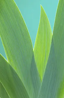 Plain Background Plants Prints: Iris leaf, iris leaf