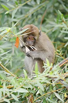Macaca Fascicularis Prints: Java monkey (Macaca fascicularis)