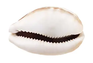 Cowries Prints: Kauri Dish Print on White Background