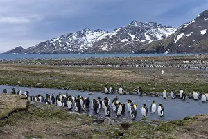 St Andrews Prints: King Penguins Print, St Andrews Bay, South Georgia