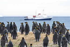 St Andrews Prints: King Penguins Print, St. Andrews Bay, South Georgia