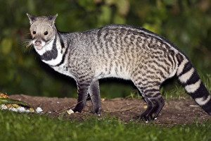 Large Indian Civet Art Prints, Posters & Puzzles