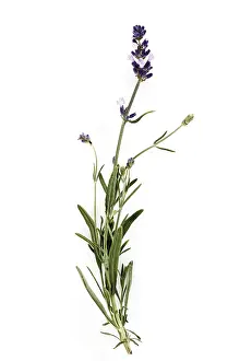 True Lavender Prints: Lavender