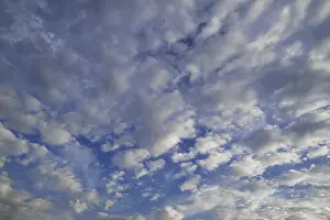 Evening Sky Atmosphere Prints: Layer of fluffy clouds, altocumulus clouds