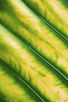 Leaf Vein Patterns Prints: Leaf structure