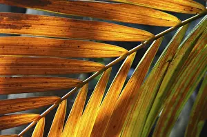 Green Background Prints: LEAF, STRUCTURE, LEAF STRUCTURES