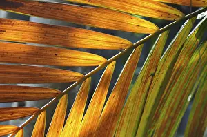 Deserted Plant Scene Prints: LEAF, STRUCTURE, LEAF STRUCTURES