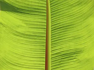 Green Leaf Structure Prints: LEAF, STRUCTURE, LEAF STRUCTURES