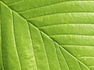 Deciduous Tree Leaves Prints: Leaf structures, leaf, leaf vein