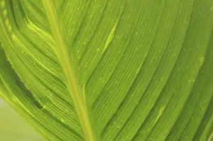 Green Leaf Veins Prints: Leaf structures, leaf structure