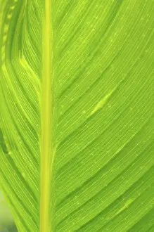 Deserted Botanical Scene Prints: Leaf structures, leaf structure