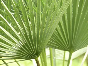 Tropical Leaves Prints: Leaf structures, leaf structure