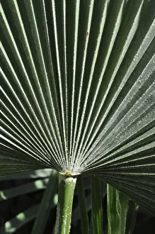 Green Leaf Veins Prints: Leaf structures, leaf, structure