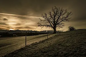 Backlit Tree Photo Prints: Leafless tree in front of a dramatic sky with Alpine chain in the background