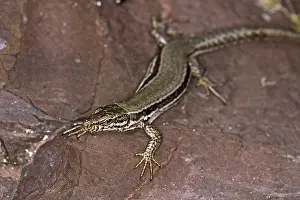 Reptile Photography Prints: Lizard