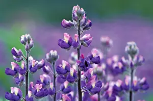 Lupin Blossom Prints: Lupinus pholypullus
