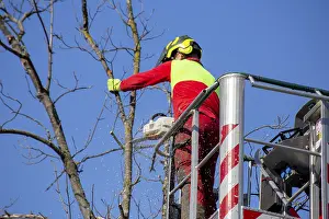 Green Space Management Prints: Man on the work platform pruning trees