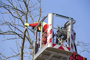 Green Space Management Prints: Man on the work platform pruning trees