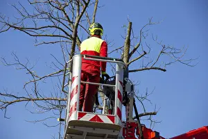 Green Space Management Prints: Man on the work platform pruning trees