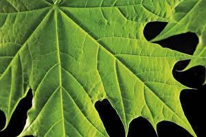 Indoor Plant Photography Prints: Maple leaf