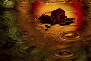 Autumn Color Reflection Prints: Maple leaf in a puddle in the rain with light reflection