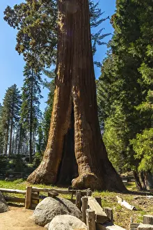 California Mountains Prints: Massive sequoia tree trunk with a split opening at its base