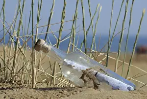 Sandy Ocean Beach Europe Prints: Message in a bottle in sand on a beach