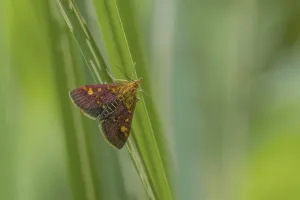Natural Uninhabited Environments Prints: Mint Moth