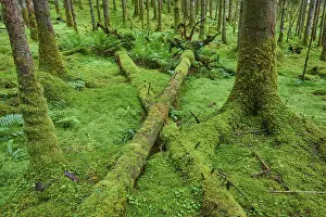 Prints of Mossy tree trunks lying between trees in the forest, Loch Awe, Scotland, United Kingdom, Great Britain Lake Prints: Mossy Tree Trunks Print, Loch Awe Forest, Scotland