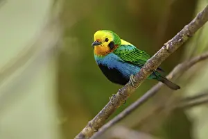 Multicolored Tanager (Chlorochrysa nitidissima) perched on a branch in the Andes mountains of Colombia