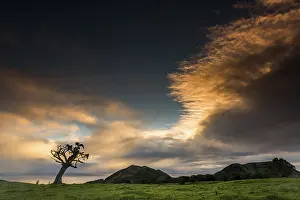 Deserted Island Scenery Prints: Old tree with dramatic thundercloud