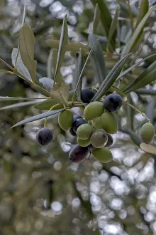 European Olive Trees Prints: Olive grove