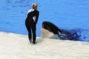 Wild Animal Encounter Prints: An orca in the pool interacts with a trainer at the surface