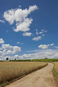 Grain Field Landscape Prints: Path between grain and vine fields