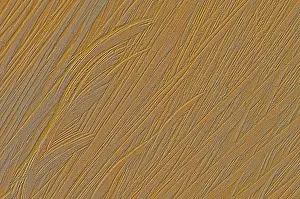 Tree Trunk Patterns Prints: Patterns in a tree trunk