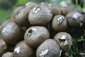 Edible Mushrooms Nature Prints: Pear dusters