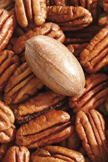 Diverse Nut Mixture Prints: Pecans, full format