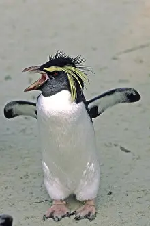 Prints of Penguin Related Prints: Penguin Print by imageBROKER